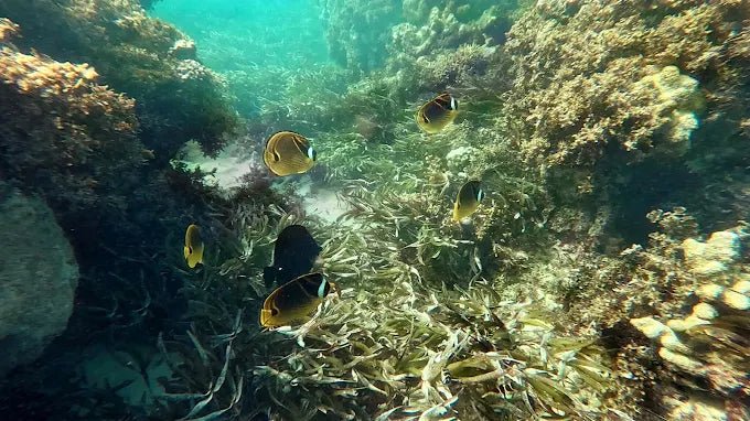 Zanzibar: Starfish Beach, Blue Lagoon Snorkeling, and The Rock Restaurant Tour