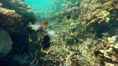 Zanzibar: Starfish Beach, Blue Lagoon Snorkeling, and The Rock Restaurant Tour