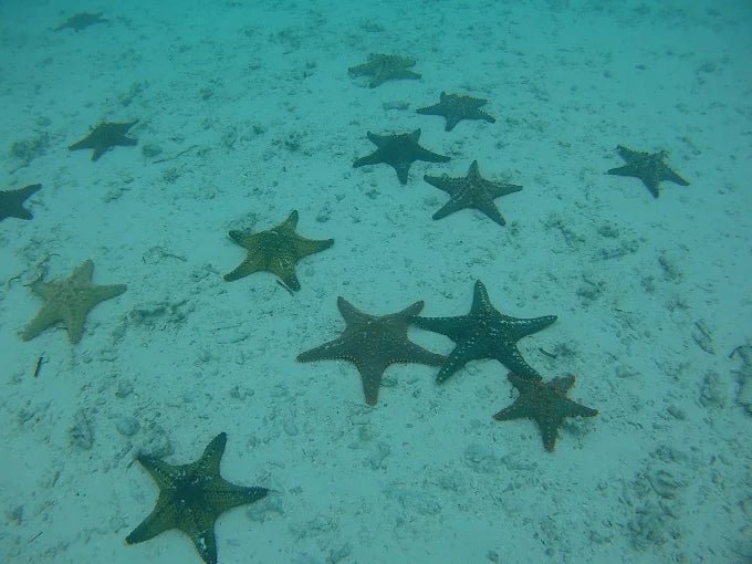 Zanzibar: Starfish Beach, Blue Lagoon Snorkeling, and The Rock Restaurant Tour