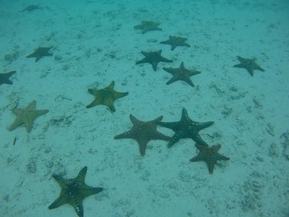 Zanzibar: Starfish Beach, Blue Lagoon Snorkeling, and The Rock Restaurant Tour