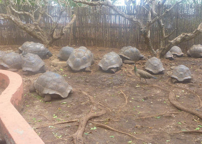 Zanzibar: Stone Town and Prison Island Guided Tour with Hotel Pickup