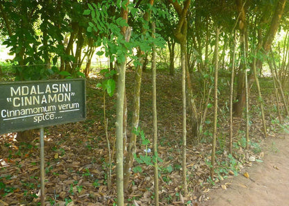 Zanzibar: Stone Town and Spice Farm Guided Walking Tour