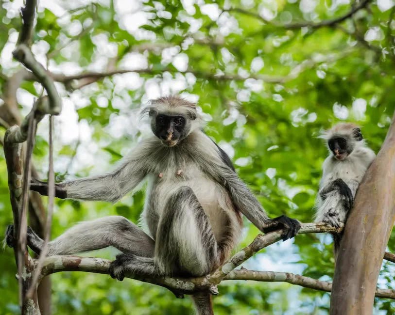 Zanzibar: Stone Town History and Jozani Forest Red Colobus Tour