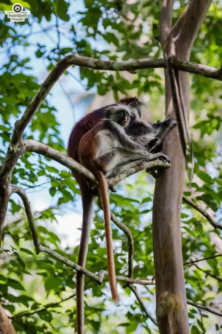 Zanzibar: Stone Town History and Jozani Forest Red Colobus Tour