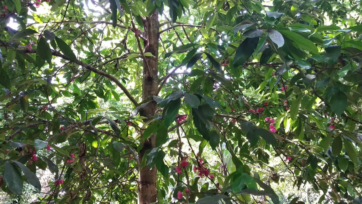 Zanzibar: Stone Town Walking Tour and Spice Farm Experience with Lunch