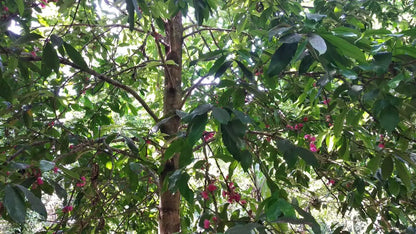 Zanzibar: Stone Town Walking Tour and Spice Farm Experience with Lunch