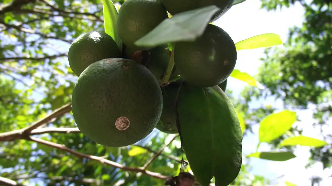 Zanzibar: Stone Town Walking Tour and Spice Farm Experience with Lunch