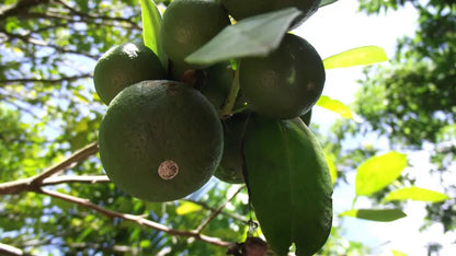Zanzibar: Stone Town Walking Tour and Spice Farm Experience with Lunch