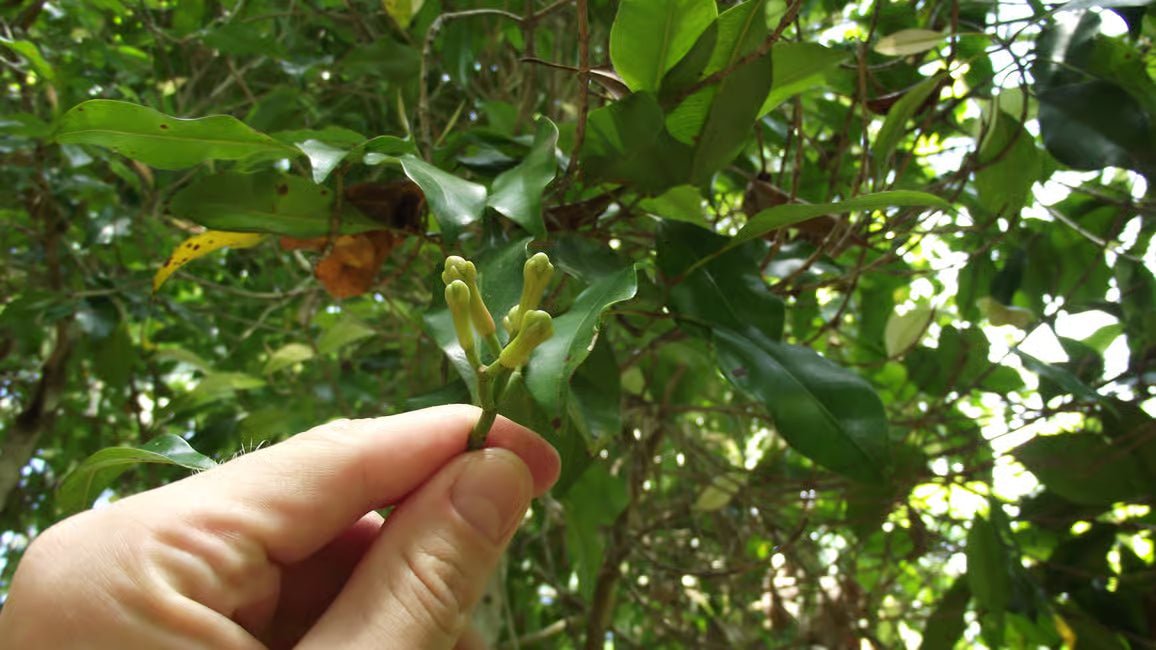 Zanzibar: Stone Town Walking Tour and Spice Farm Experience with Lunch