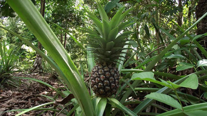 Zanzibar: Stone Town Walking Tour and Spice Farm Experience with Lunch