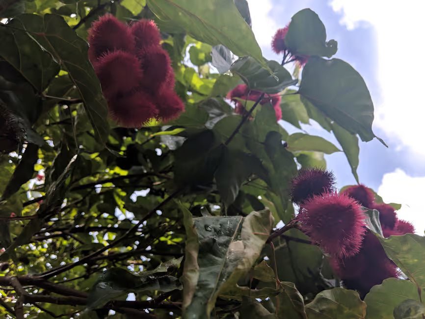 Zanzibar: Stone Town Walking Tour and Spice Farm Experience with Lunch