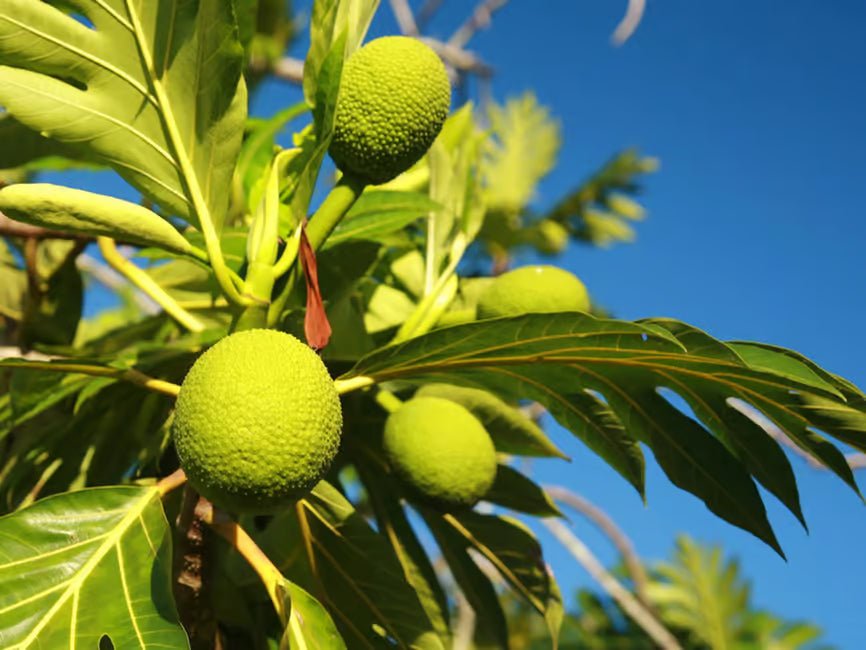 Zanzibar: Swahili Spice Farm Tour and Culinary Experience at Arnoldi’s on the Cliff