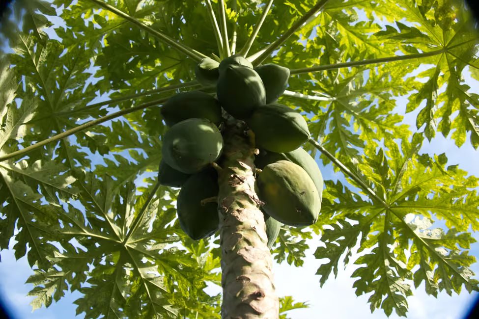 Zanzibar: Swahili Spice Farm Tour and Culinary Experience at Arnoldi’s on the Cliff