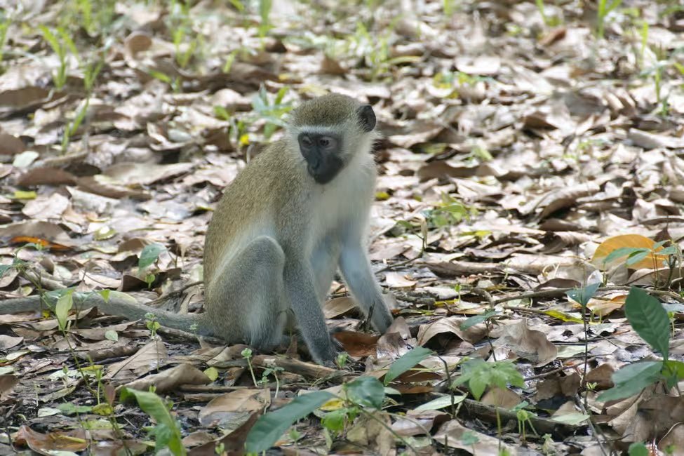 Zanzibar: Swahili Spice Farm Tour and Culinary Experience at Arnoldi’s on the Cliff