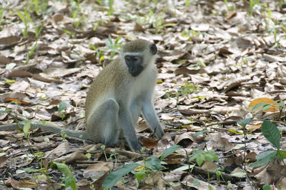 Zanzibar: Swahili Spice Farm Tour and Culinary Experience at Arnoldi’s on the Cliff