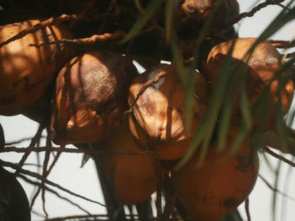 Zanzibar: Swahili Spice Farm Tour and Culinary Experience at Arnoldi’s on the Cliff