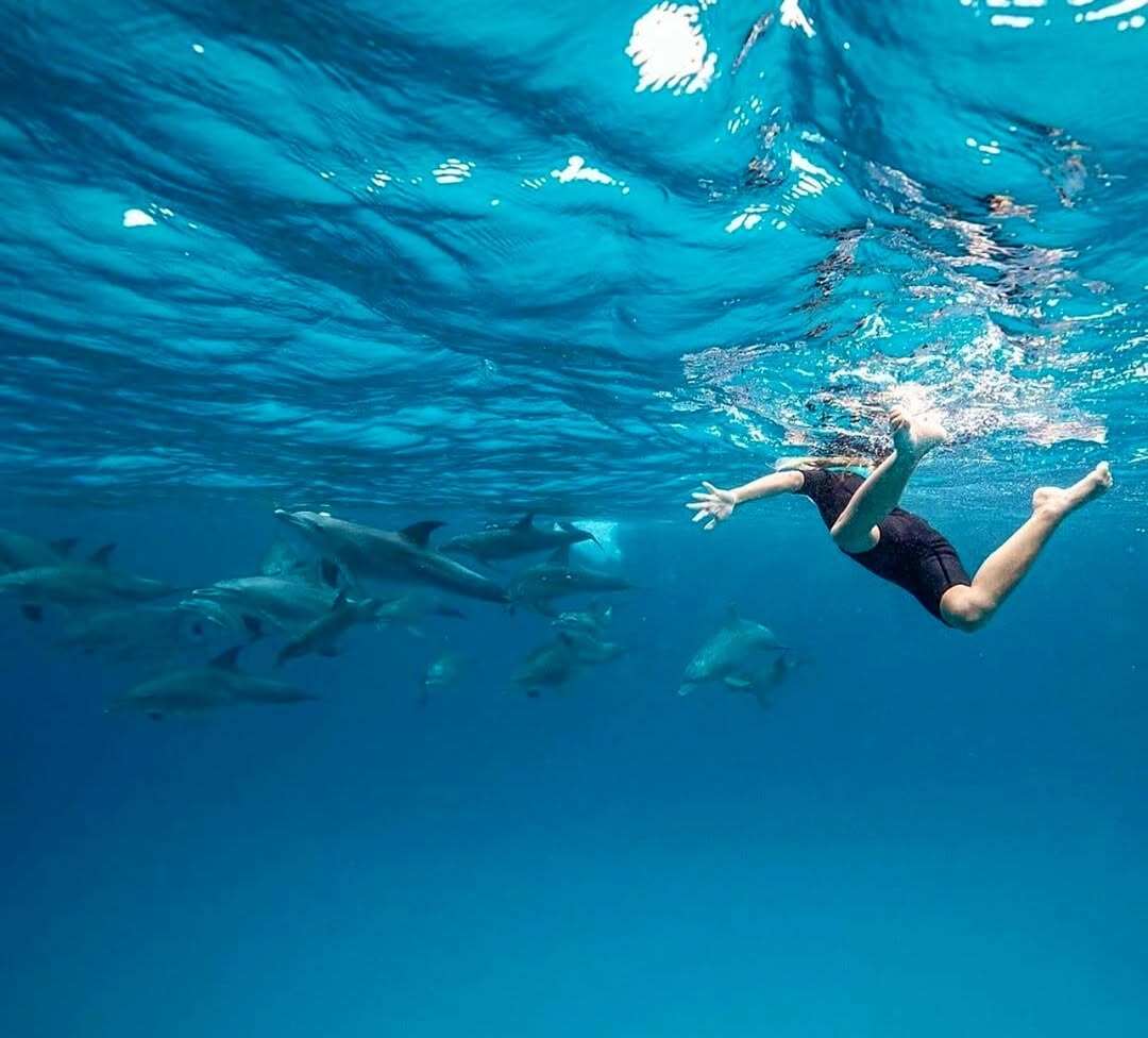 Zanzibar: Swim with Dolphins at Mnemba Island and Visit Turtles at Aquarium