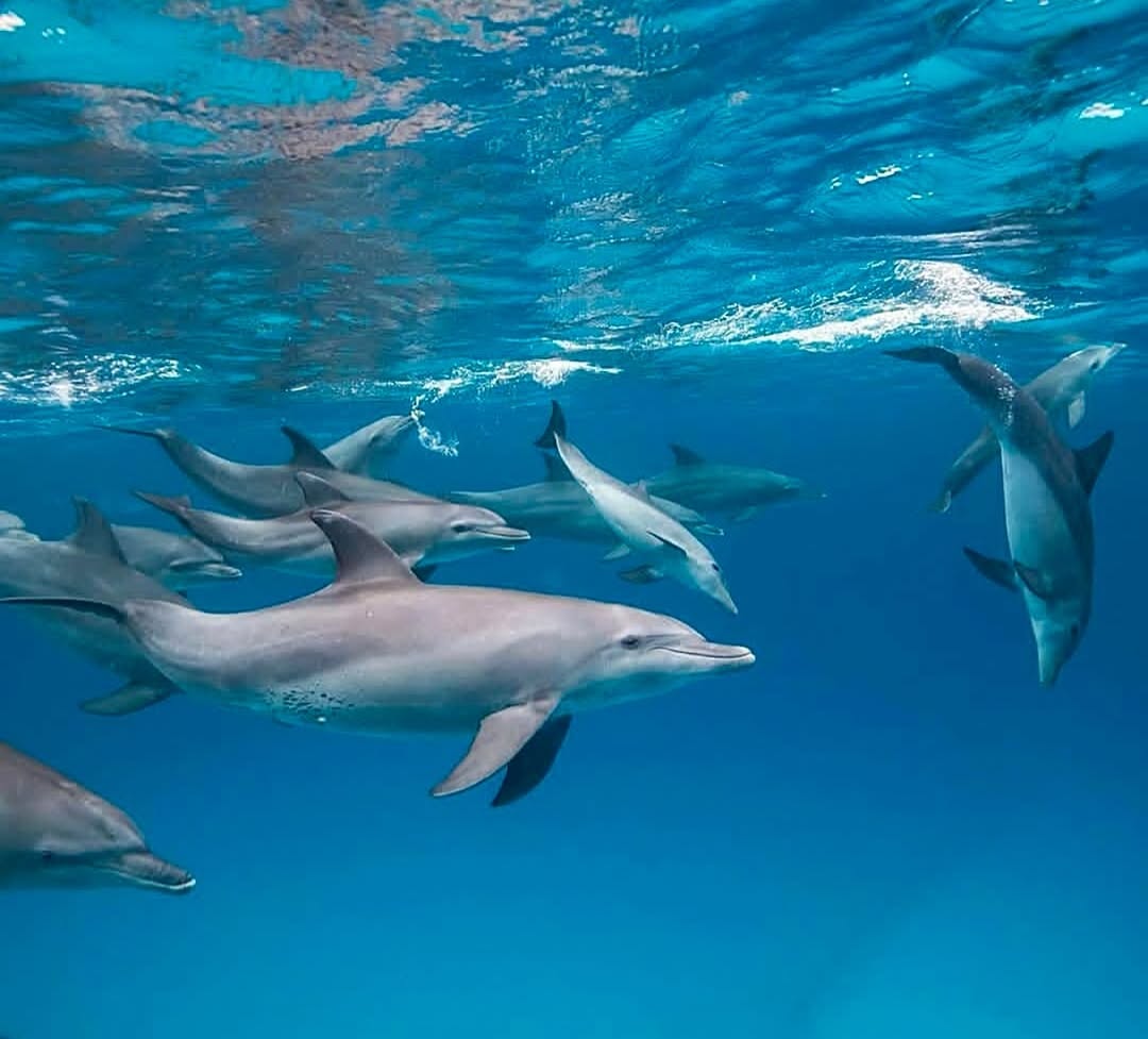 Zanzibar: Swim with Dolphins at Mnemba Island and Visit Turtles at Aquarium