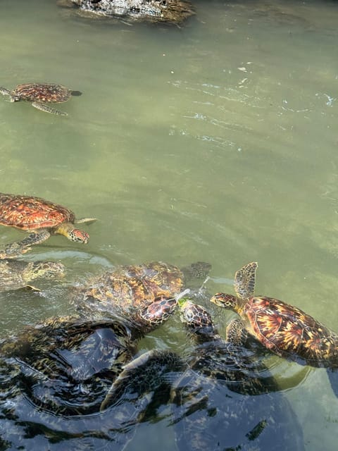 Zanzibar: Swim with Dolphins at Mnemba Island and Visit Turtles at Aquarium