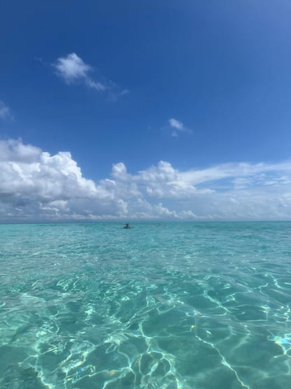 Zanzibar: Swim with Dolphins at Mnemba Island and Visit Turtles at Aquarium