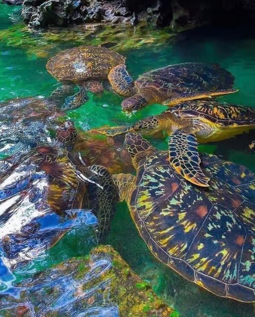 Zanzibar: Swim with Sea Turtles at Baraka or Salaam Aquarium