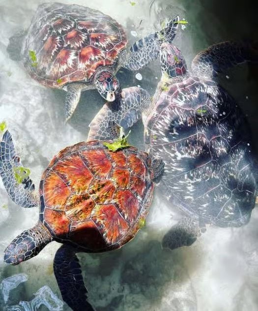 Zanzibar: Swim with Sea Turtles at Baraka or Salaam Aquarium