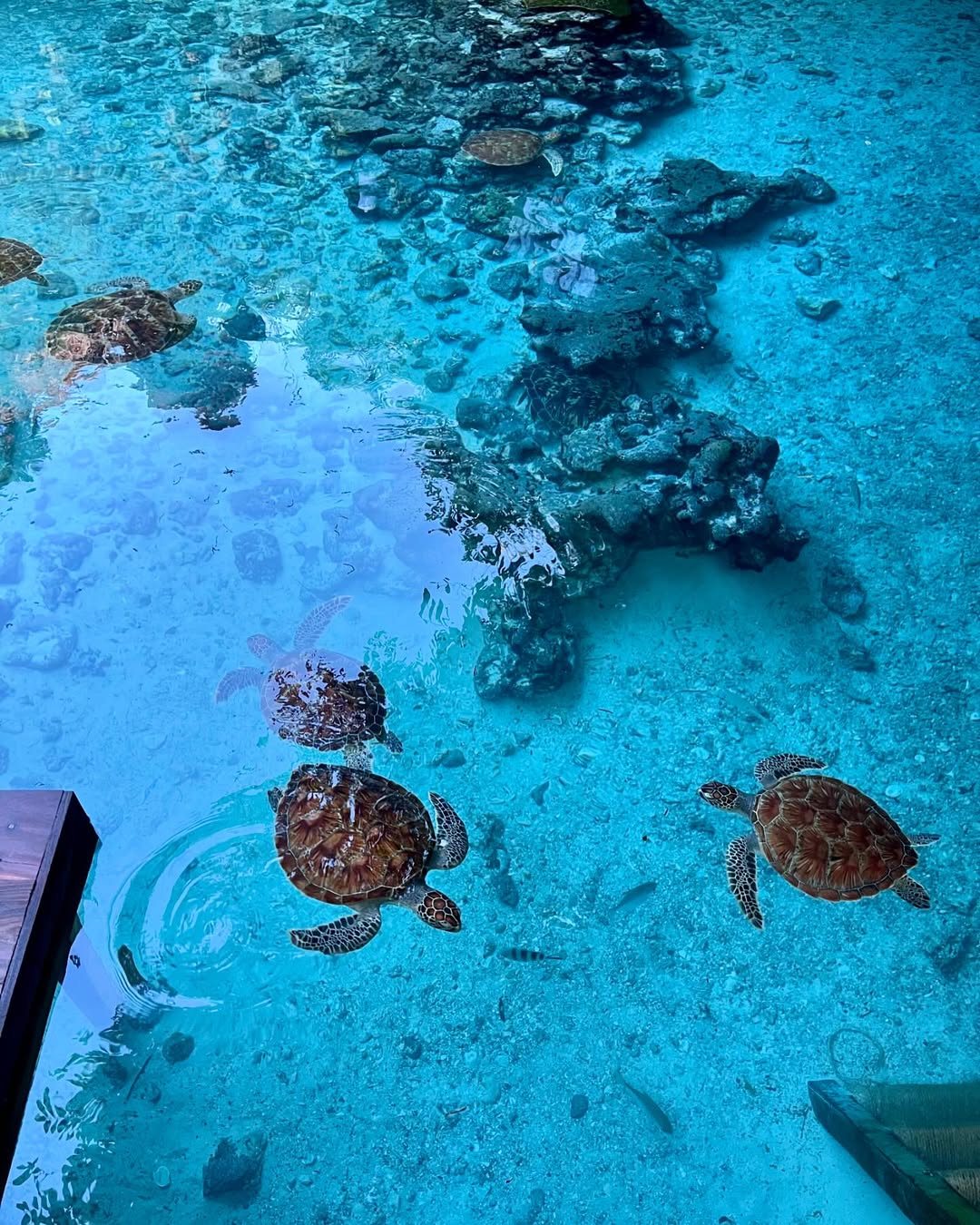 Zanzibar: Swim with Sea Turtles at Baraka or Salaam Aquarium