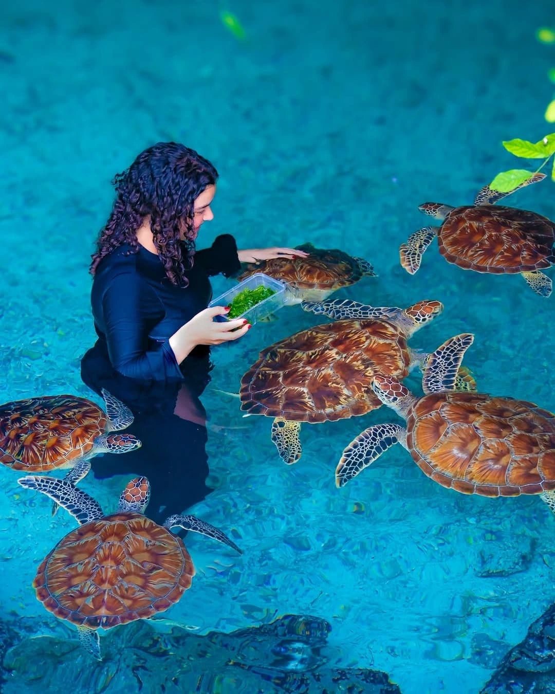 Zanzibar: Swim with Sea Turtles at Baraka or Salaam Aquarium