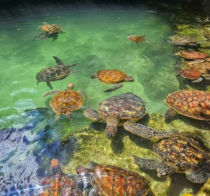 Zanzibar: Swim with Sea Turtles at Baraka or Salaam Aquarium