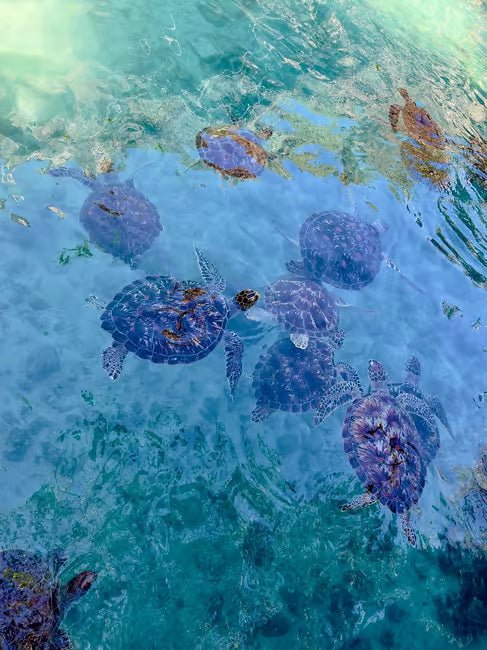 Zanzibar: Swim with Sea Turtles at Salaam Cave