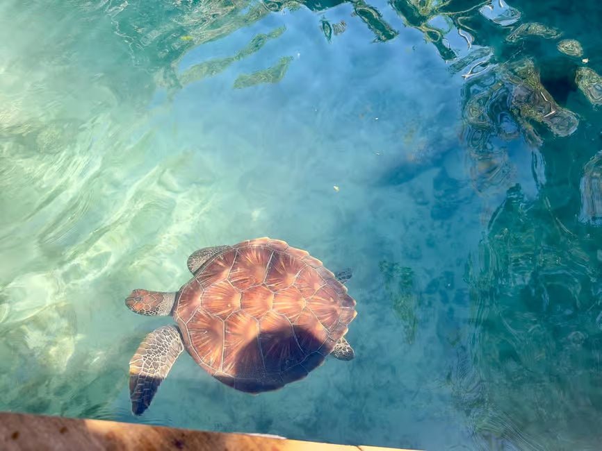 Zanzibar: Swim with Sea Turtles at Salaam Cave