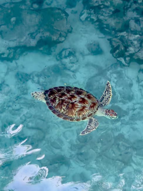 Zanzibar: Swim with Sea Turtles at Salaam Cave