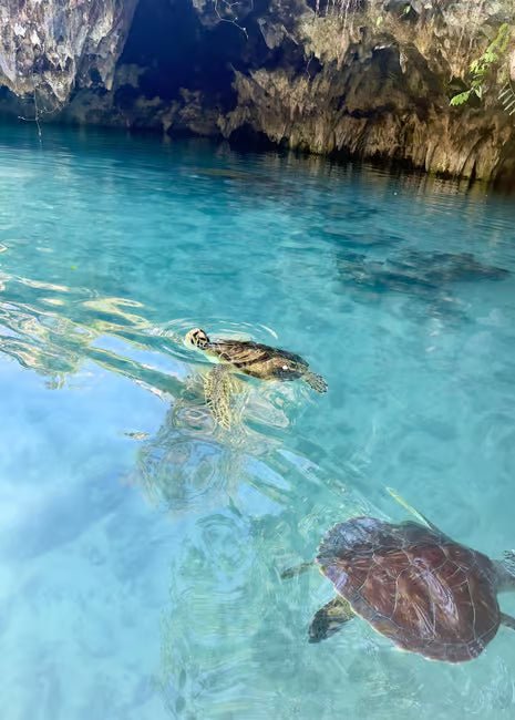 Zanzibar: Swim with Sea Turtles at Salaam Cave