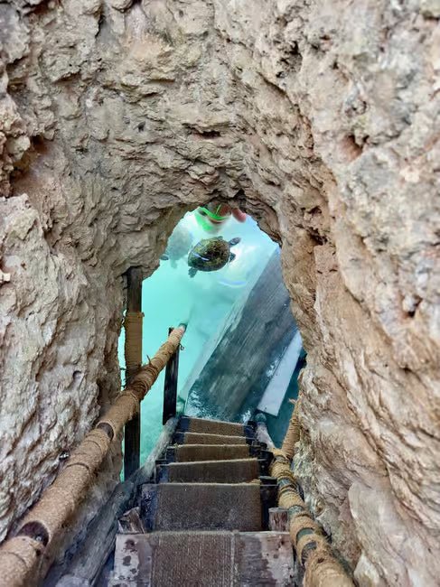 Zanzibar: Swim with Sea Turtles at Salaam Cave