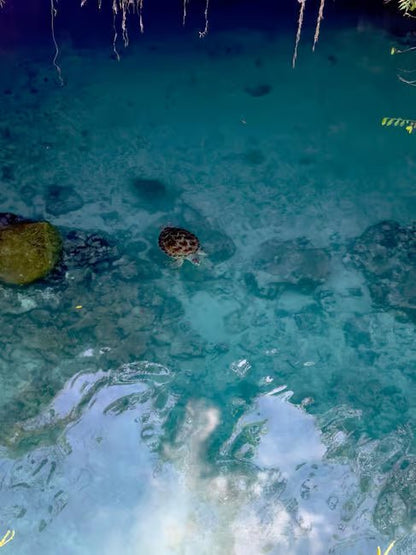 Zanzibar: Swim with Sea Turtles at Salaam Cave