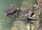 Zanzibar: Swim with Turtles at Baraka Natural Aquarium