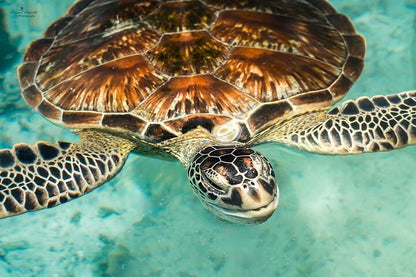 Zanzibar: Swim with Turtles at Salaam Cave Sanctuary in Kizimkazi