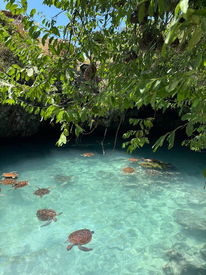 Zanzibar: Swim with Turtles at Salaam Cave Sanctuary in Kizimkazi