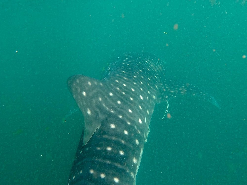 Zanzibar: Tumbatu Island Snorkeling and Sunset Dhow Cruise
