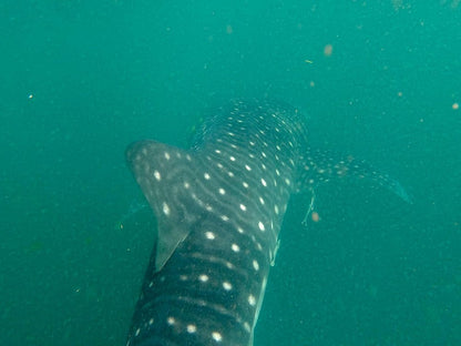 Zanzibar: Tumbatu Island Snorkeling and Sunset Dhow Cruise