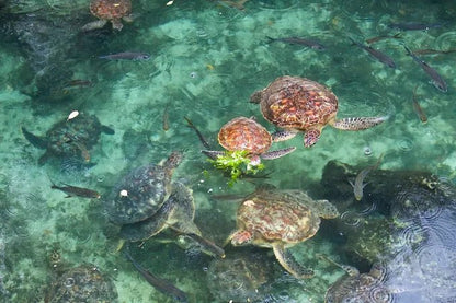 Zanzibar: Village Guided Tour with Fish Market, Boat Yard and Mnarani Aquarium Visit