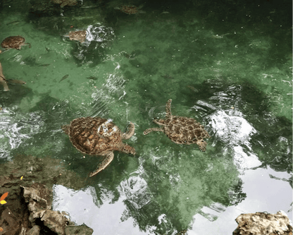 Zanzibar: Village Guided Tour with Fish Market, Boat Yard and Mnarani Aquarium Visit