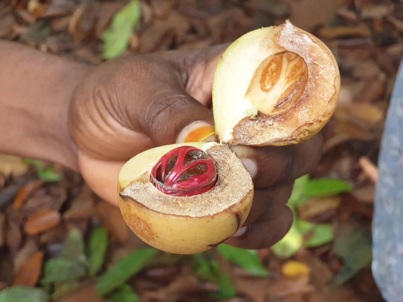 Zanzibar: Walking Spice Farm Tour with Tasting and Hotel Pickup