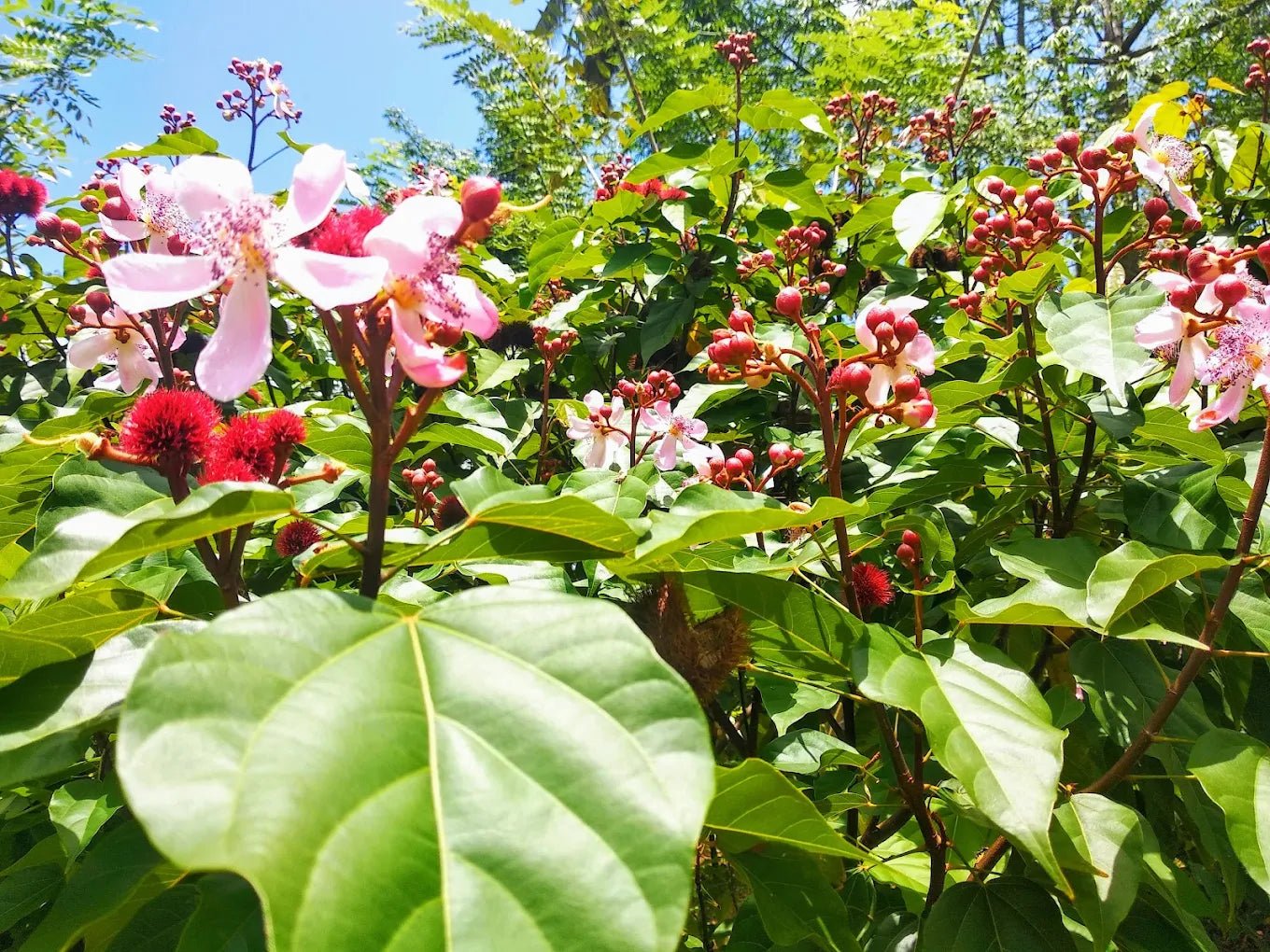Zanzibar: Walking Spice Farm Tour with Tasting and Hotel Pickup