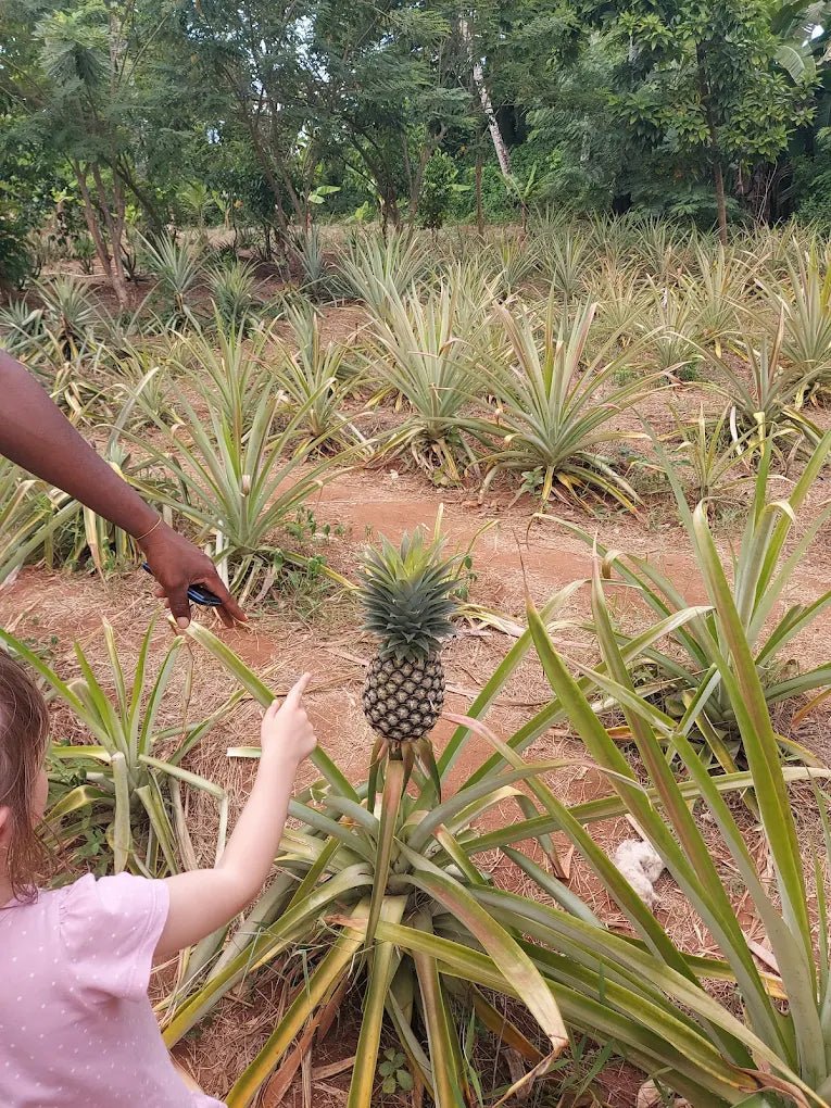 Zanzibar: Walking Spice Farm Tour with Tasting and Hotel Pickup