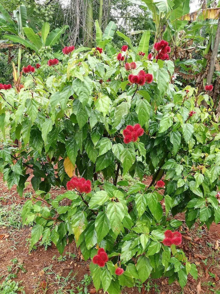 Zanzibar: Walking Spice Farm Tour with Tasting and Hotel Pickup