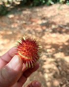 Zanzibar: Walking Spice Farm Tour with Tasting and Hotel Pickup