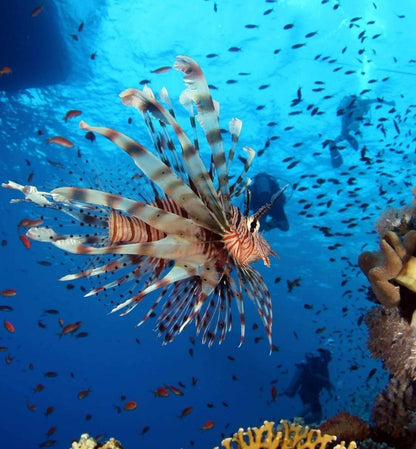 Sharm El Sheikh: Curso de Mergulhador