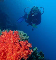 Sharm El Sheikh: Avventura di Immersione alla Moda nel Mar Rosso per Subacquei Qualificati