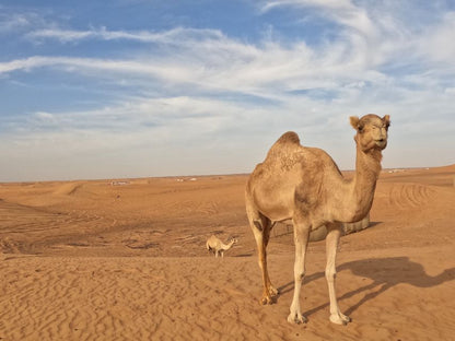 Dubai: safári 4x4 no deserto, passeio de camelo, quadriciclo e sandboard